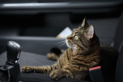Как перевозить кошку в машине