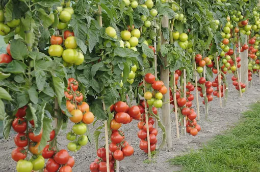 Отсутствие опоры или подвязки томатного куста