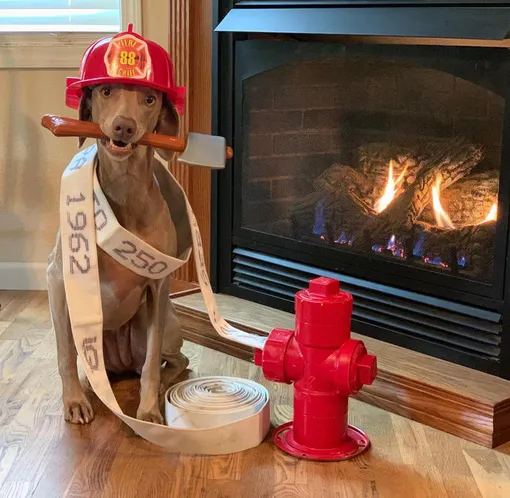 собака пожарный