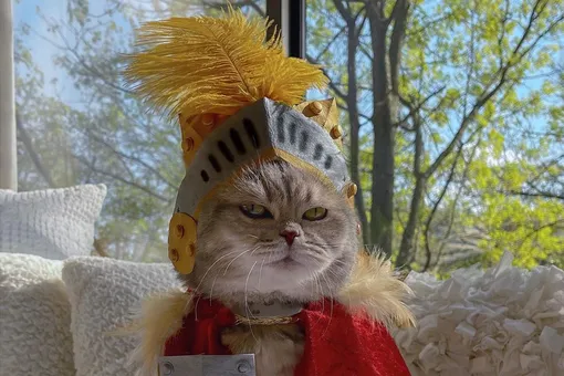 Бродячий кот нашел новый дом и покоряет Instagram* модными нарядами