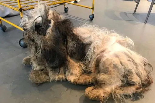 Из чудища в красавца: в Чикаго дворового пса спасли от гибели от его собственной шерсти