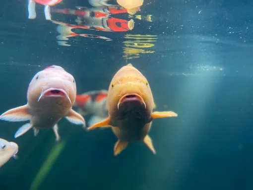 Сонник Нострадамуса: Увидеть во сне трёх рыб — к счастью