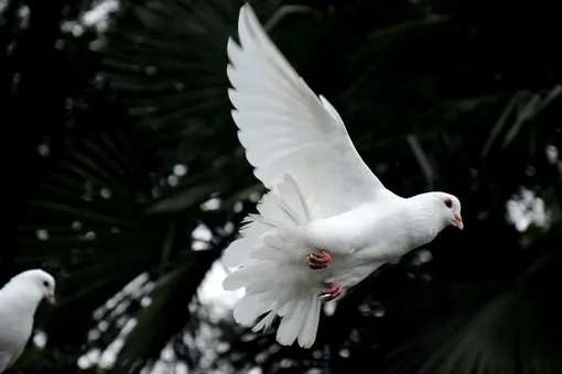 белые голуби прилетают к скорой свадьбе