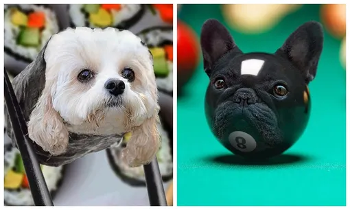 Собака-ролл и пес в виде бильярдного шара