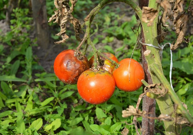 Причины развития фитофторы на томатах