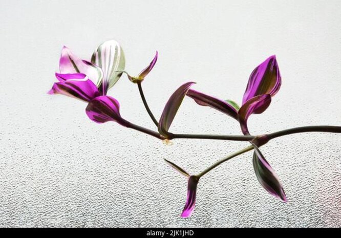 tradescantia