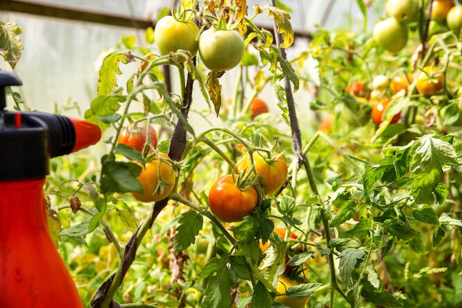 Больше урожая: как ухаживать за помидорами в августе?