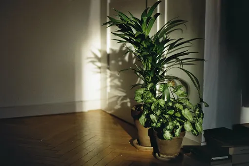 Тенелюбивые комнатные растения и их особенности: сможете украсить самые тёмные уголки квартиры