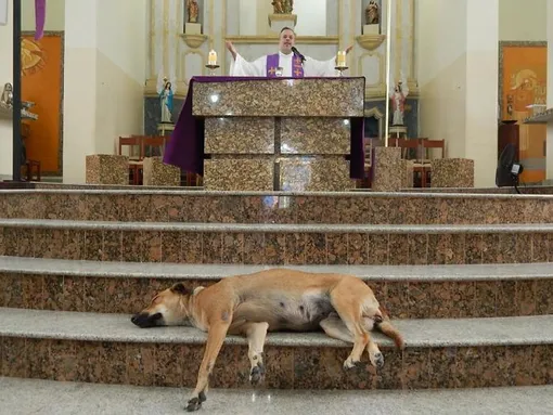 священник и его псы