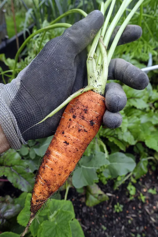 Лучше подкормить морковь комплексно, чтобы культура получила сразу несколько нужных элементов