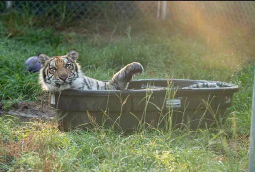 тигрица в бассейне
