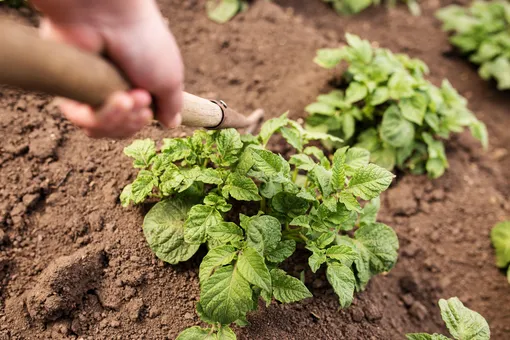 Окучивание картофеля способствует образованию придаточных корней