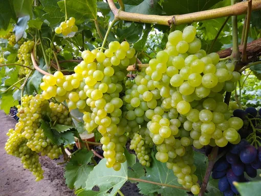 Сорт винограда «Кишмиш №342 (Венгерский)»