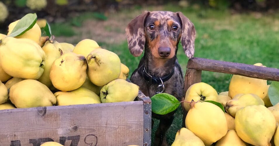 Можно ли давать собаке яблоки. Фрукты и овощи для собак. Собака и фрукты. Собак Вегетарианская. Щенок фрукты.