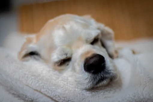 Почему собака храпит: фото спящей собаки
