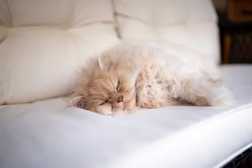 почему кошки прячутся в постели