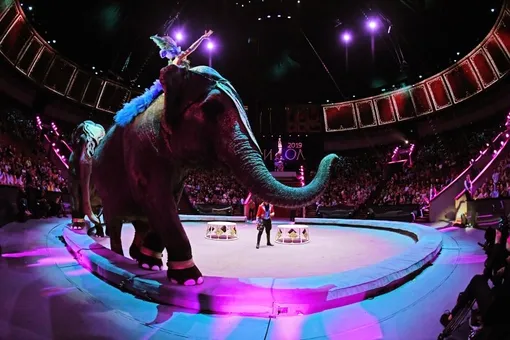 Затоптали слоны, разорвал медведь, напал тигр: жуткие трагедии в цирке