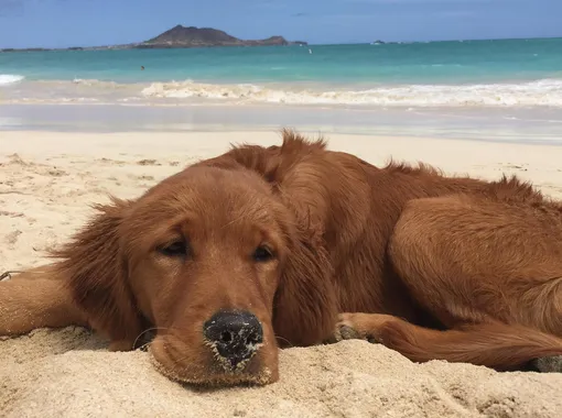 собака на пляже