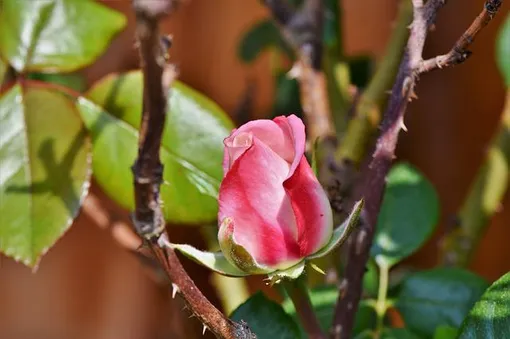 Подкормка роз проводится несколько раз за сезон