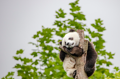 Не бросай меня: малышка панда не отпускала работника зоопарка. И стала звездой