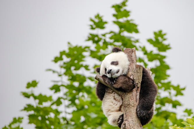 Не бросай меня: малышка панда не отпускала работника зоопарка. И стала звездой