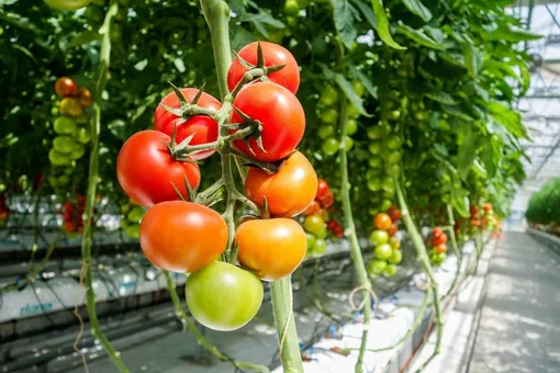 Почему трескаются помидоры при созревании в теплице