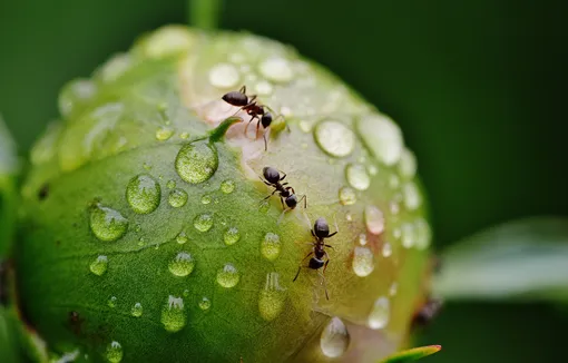 муравье на цветочном бутоне после дождя