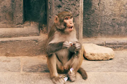 В США у пяти человек выявили оспу обезьян