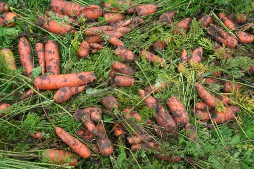 Подготовка к хранению моркови и свёклы