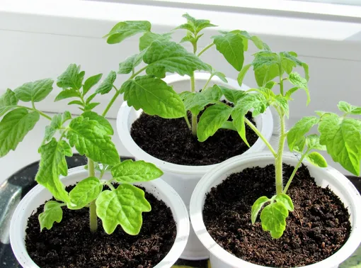 Как выращивают помидоры на балконе