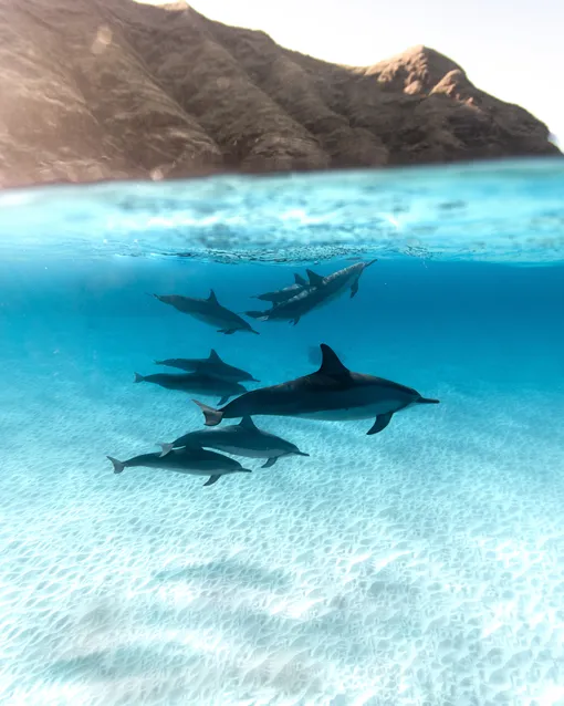 Стая дельфинов в море фото
