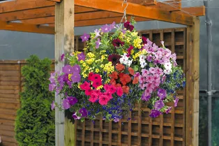 4 лучших цветущих растения для подвесных горшков, которые можно выращивать на даче в тени