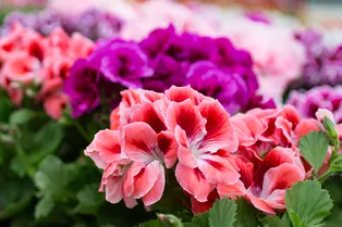 6 типичных ошибок при выращивании герани: избегайте их, чтобы наслаждаться прекрасными цветами