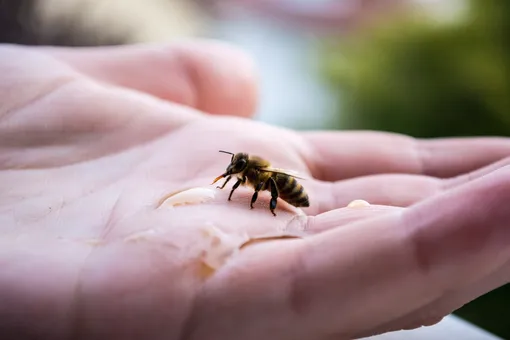 Женщина голыми руками спасла пчелиный рой, который выбрал неудачный новый дом