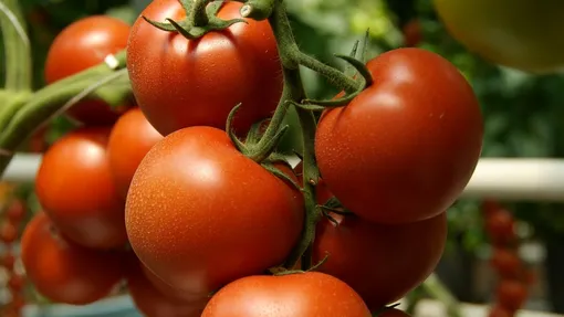 Выбирайте правильные сорта томатов