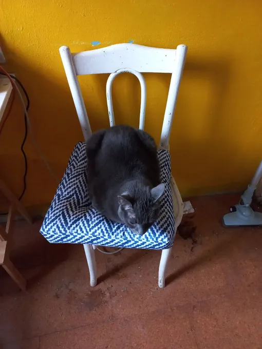 Перекрашенные венские стулья и котик