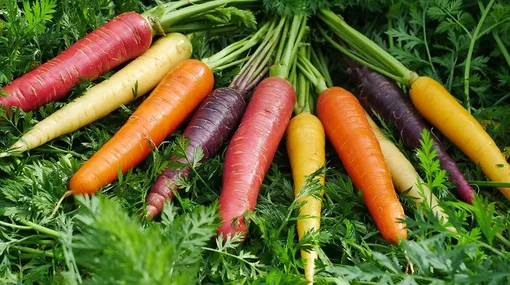 Сроки уборки моркови с учётом сорта