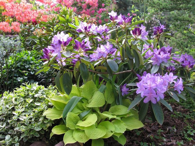 Что посадить с рододендронами