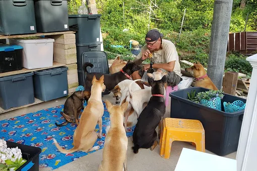 Литовская пара переехала в Таиланд и завела 15 собак — в память о питомце