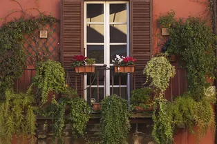 Озеленение балконов — советы по выбору вьющихся растений и способу декорирования