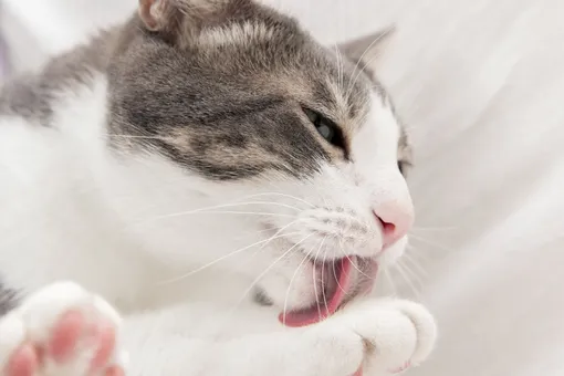 как лечить акне у кошек