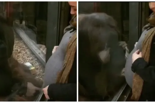 Орангутан довел беременную женщину до слез, поцеловав ее живот
