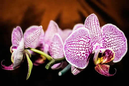Выращиваем фаленопсис: как ухаживать за домашней орхидеей