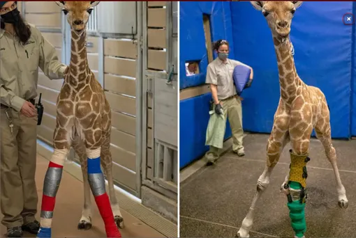 жираф с больными ногами
