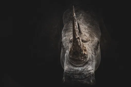 Какие матери самки носорогов и чему у них можно поучиться
