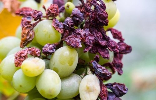опрыскать виноград от болезней весенняя обработка винограда от болезней