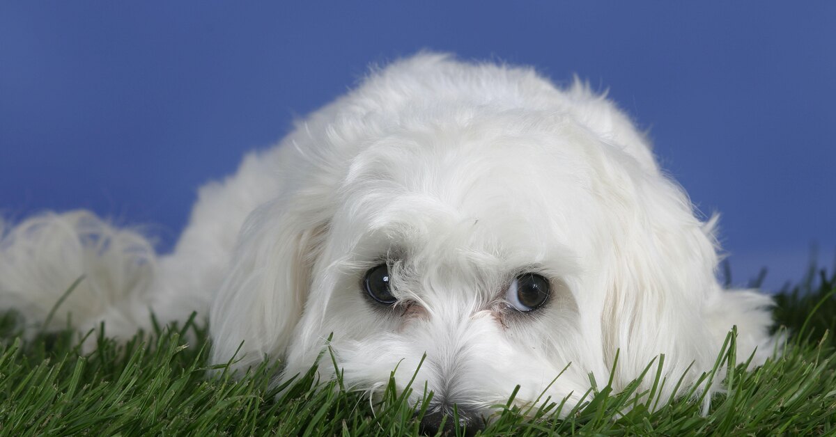 Као мани порода кошек. Маленькая белая собачка дворняжка. Белые котята и щенки. Беленький котенок. Включи белая.