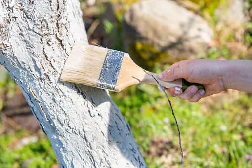 как приготовить побелку для деревьев