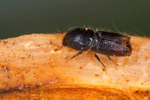 Короеды — опасные жуки, которые губят деревья и разрушают жилища людей