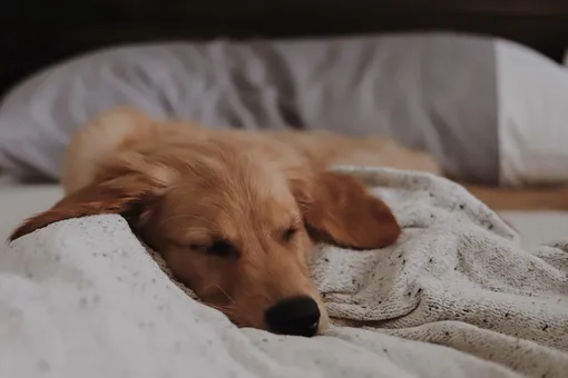 Установили дежурство: семья по очереди спит на диване, чтобы пес был не одинок
